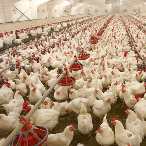 Poultry  Farm